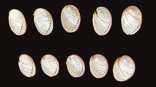 Pearlized Abalone Shell, 2" - 3"