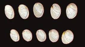 Pearlized Abalone Shell, 2" - 3"